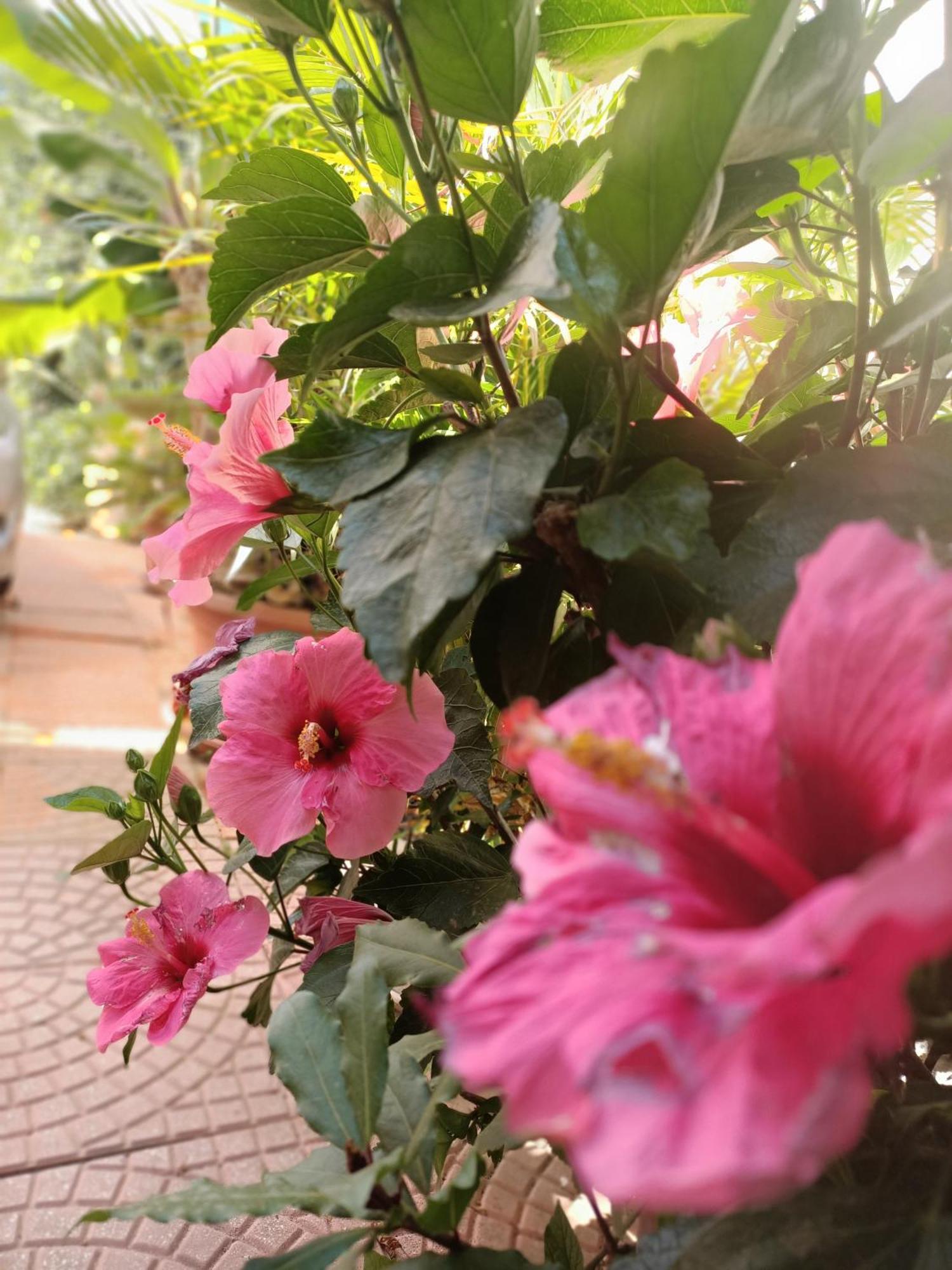 Sant'Andrea  Summer Loft מראה חיצוני תמונה